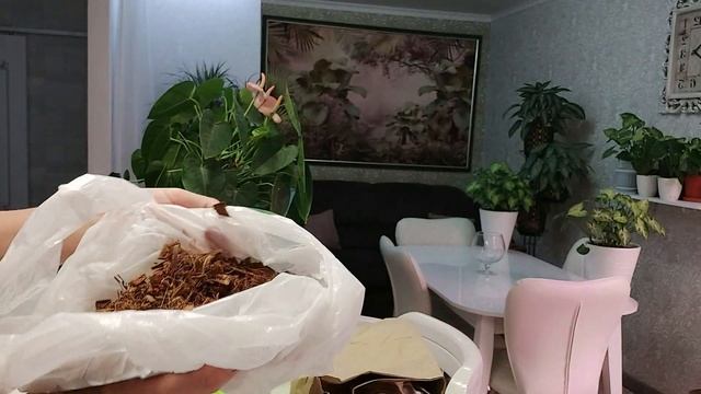 АНТУРИУМ! Пересадка. смотреть онлайн