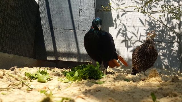 Пара гималайских моналов смотреть онлайн