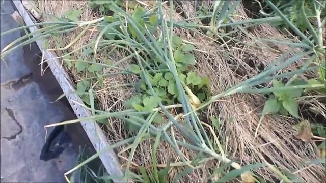 Разметка под фундамент//Варю борщ из свежих овощей