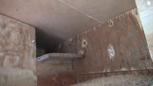 Осмотр гнезда в котором умер самец. Волнистые попугаи. смотреть онлайн