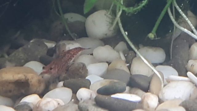 Через 8 часов после внесения альбендазола в малявочник-креветочник