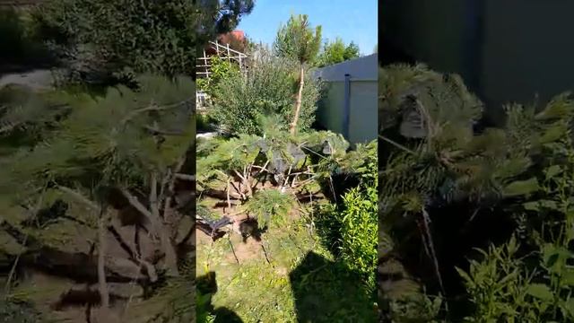 Формирование горной сосны ч.2, июнь 2021 года смотреть онлайн