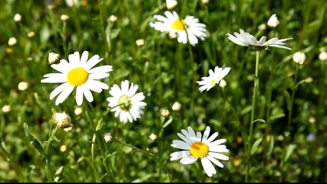 #музыка #сон #расслабление смотреть онлайн