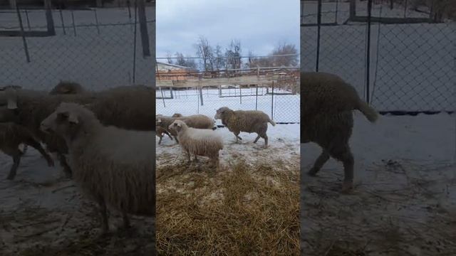 бараны меринос 2022. смотреть онлайн