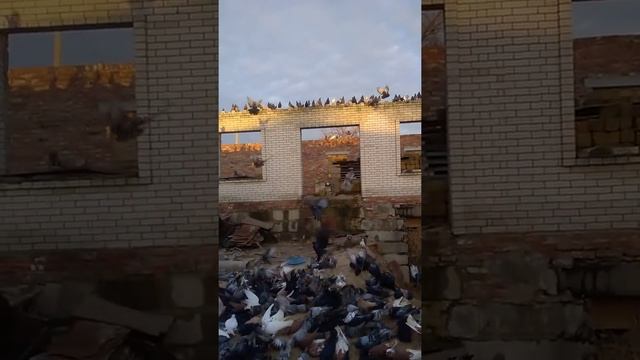 Николаевские Мраморные голуби Луганск смотреть онлайн