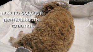 Роды у собак. Предвестники родов.