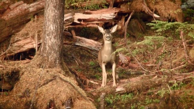 Best Of Deer Hunts Vol.1 | Canada in the Rough (ULTIMATE Deer Hunting Compilation) смотреть онлайн