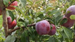 Вильямс Прайд, знаменитый сорт на севере Беларуси. Williams Pride apple.