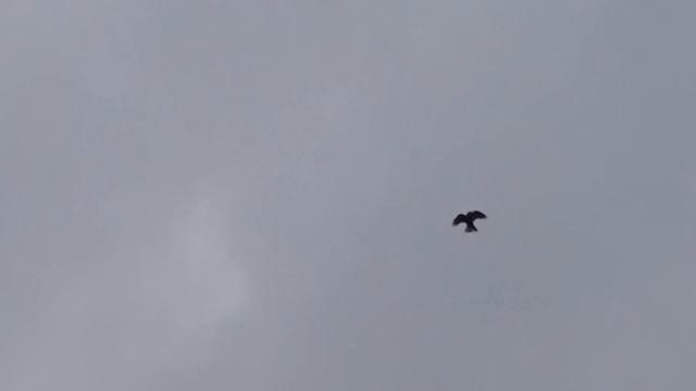 Мариуполь НГ 2.04.16