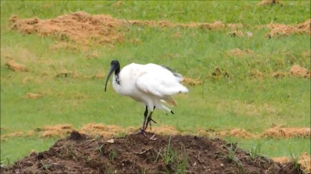 australian white ibis bird Threskiornis moluccus смотреть онлайн