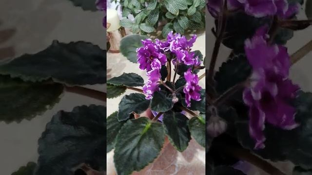 Фиалка стандартная ЕК-Перуанская лилия. Обзор. смотреть онлайн