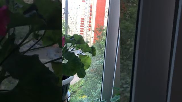 Пеларгонии на балконе смотреть онлайн