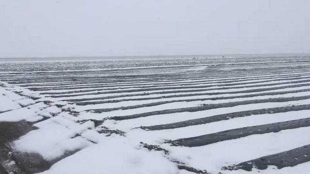 Клубничное поле 11 марта Опять снег смотреть онлайн