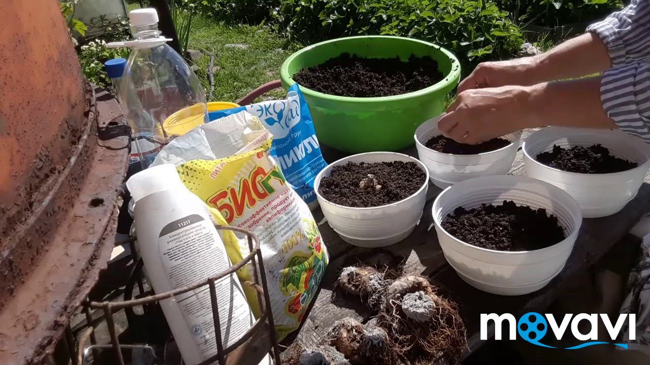 ПЕРЕСАДКА ГЛОКСИНИИ!