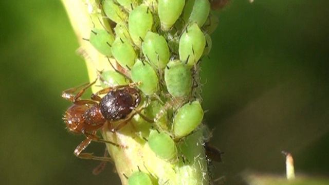 Myrmica