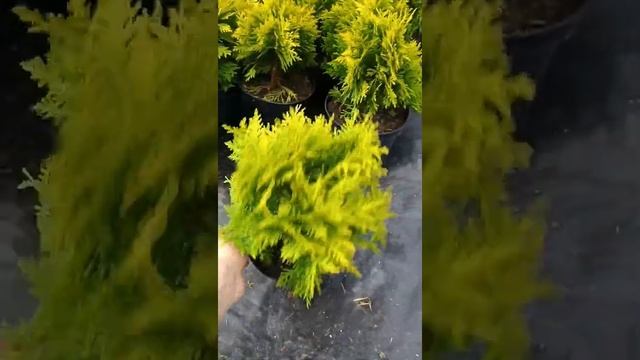 Туя мириам шаровидная смотреть онлайн