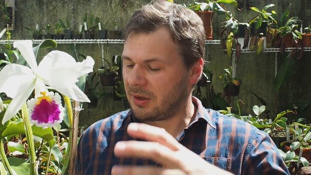 Cattleya labiata - Orchideen erfolgreich pflegen