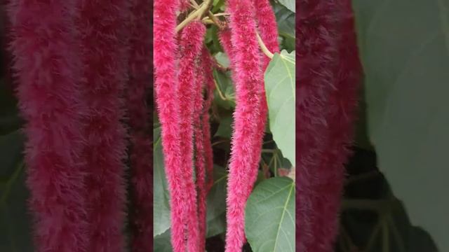 Red Tail Cat or Acalypha Hispida plants #beautiful #shortvideo #walkingtour смотреть онлайн