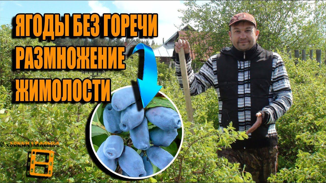 3 СУПЕР СПОСОБА РАЗМНОЖЕНИЯ ЖИМОЛОСТИ. КАК ПОЛУЧИТЬ ЯГОДЫ БЕЗ ГОРЕЧИ? САД (ОГОРОД) И ТЕПЛИЦА смотреть онлайн