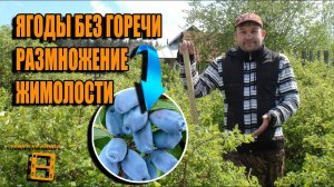 3 СУПЕР СПОСОБА РАЗМНОЖЕНИЯ ЖИМОЛОСТИ. КАК ПОЛУЧИТЬ ЯГОДЫ БЕЗ ГОРЕЧИ? САД (ОГОРОД) И ТЕПЛИЦА