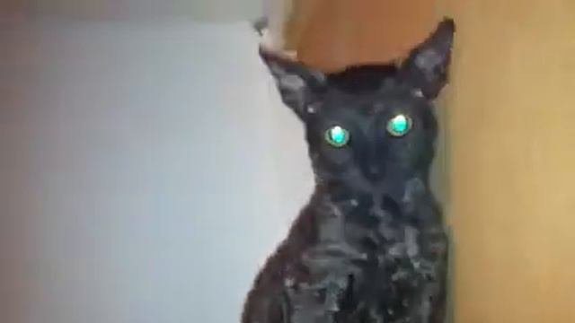 Неуравновешенный Котопес смотреть онлайн