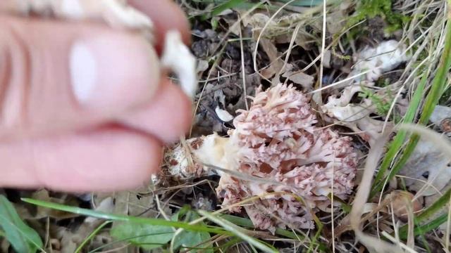 La ramaria más rica: Ramaria botrytis. Las puntas de diferente color, el grueso pie y su tono rosad смотреть онлайн
