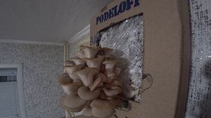 Вырастить грибы в домашних условиях. ГРИБЫ ДОМА ! МИЦЕЛИЙ. Вешенки