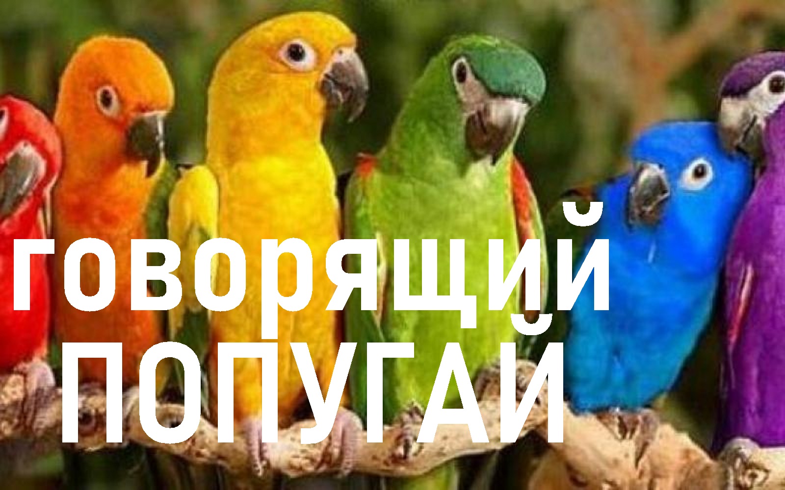 Говорящий попугай смотреть онлайн