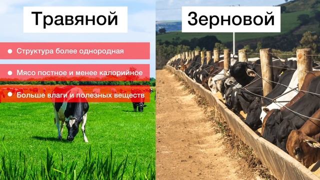 Откорм: травяной или зерновой. Все, что нужно знать о получаемом мясе. смотреть онлайн