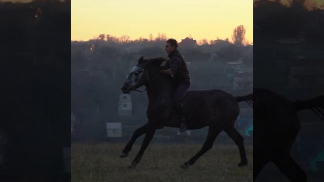 Лошадь, красиво скачущая галопом по полям