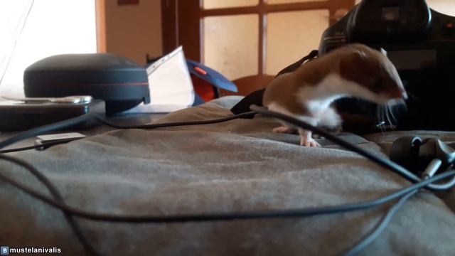 Песня ласки(Mustela nivalis) - Rimsky-Korsakov-weasel's Aria смотреть онлайн