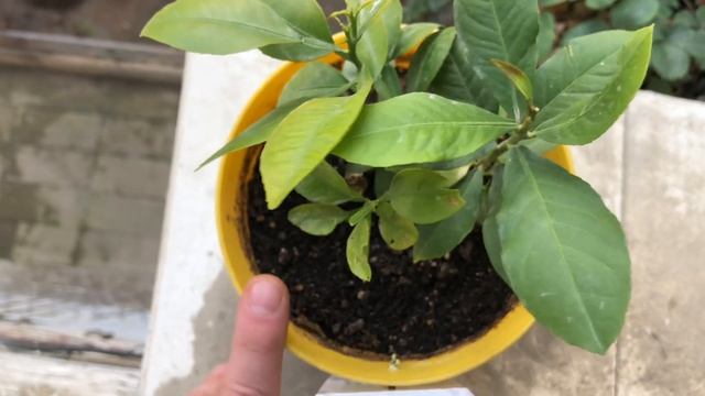 Сеянец лимона Мейера Без укрытия зимой