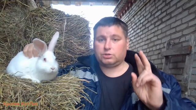 СЛУЧКА КРОЛИКОВ.ВО сколько МЕСЯЦЕВ СЛУЧАТЬ, КАКОЙ вес должен быть у кроликов. смотреть онлайн
