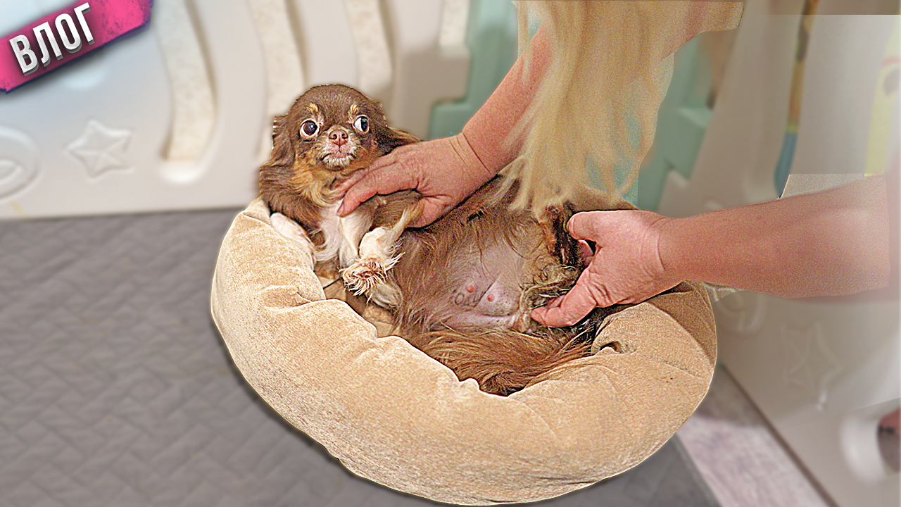 Самые сложные роды чихуахуа. Всё пошло не по плану. смотреть онлайн