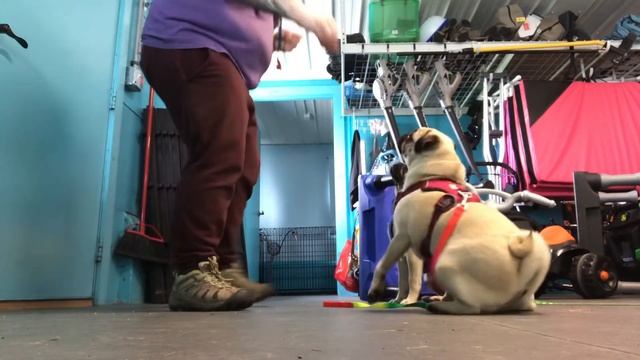 Hattie & Winston Door Manners смотреть онлайн