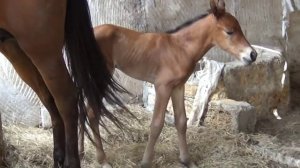 Новорожденный жеребенок.