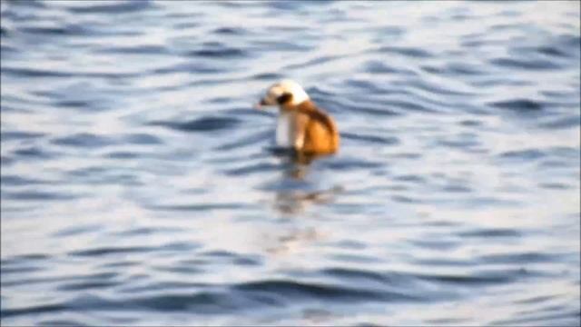 Морянка - Clangula hyemalis смотреть онлайн