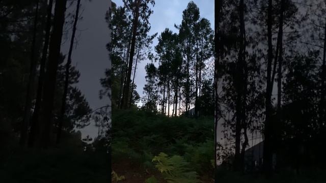 Series 24. Вот это я попал!!! Центральная тропа Пилигримов. Животный мир Португалии. 2600 км пешком смотреть онлайн