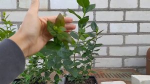 Голубика сорта Аврора и Река.