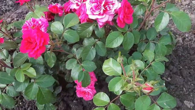 Роза Сангрия Sangria. Из питомника Бутримовых смотреть онлайн