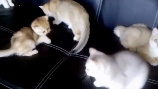 ПРОДАЖА - золотые и серебристые британские котята смотреть онлайн