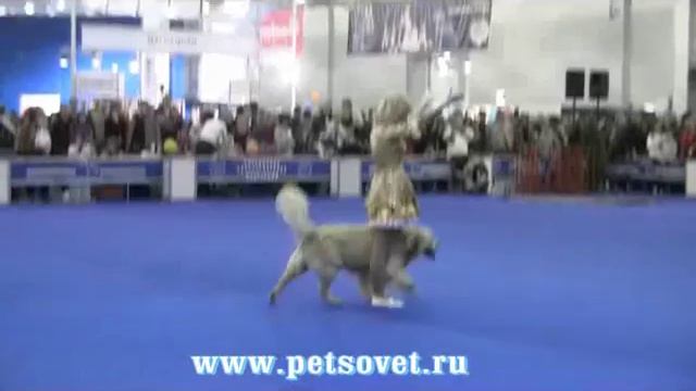 Евразия 2010 Фристайл (танцы с собаками) смотреть онлайн