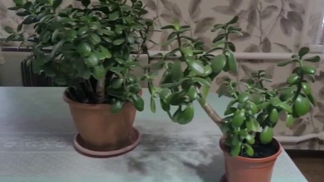 Вот что ДЕНЕЖНОЕ ДЕРЕВО дома сделало с моим телом! Польза толстянки. смотреть онлайн