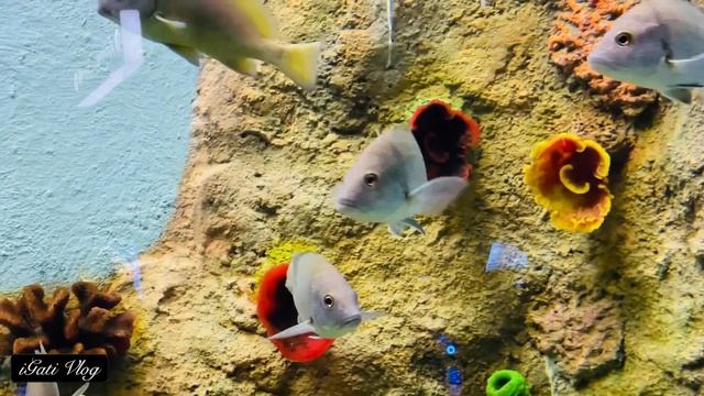 Aquatic Gallery Science City Ahmedabad Gujarat | India's Largest Public Aquarium | Underwater World смотреть онлайн
