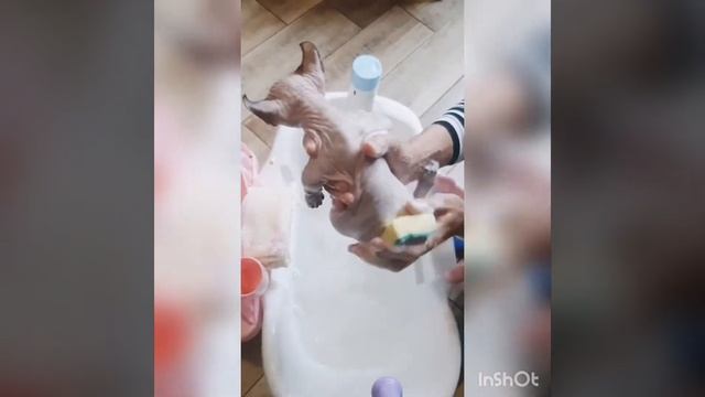 Купание сфинксов смотреть онлайн