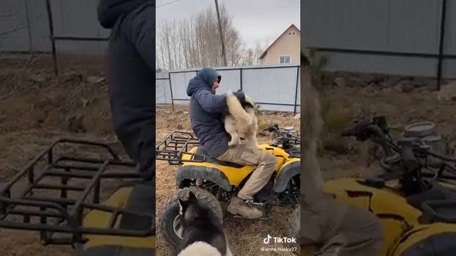 Собаки врать не умеют. Всё говорят как есть смотреть онлайн