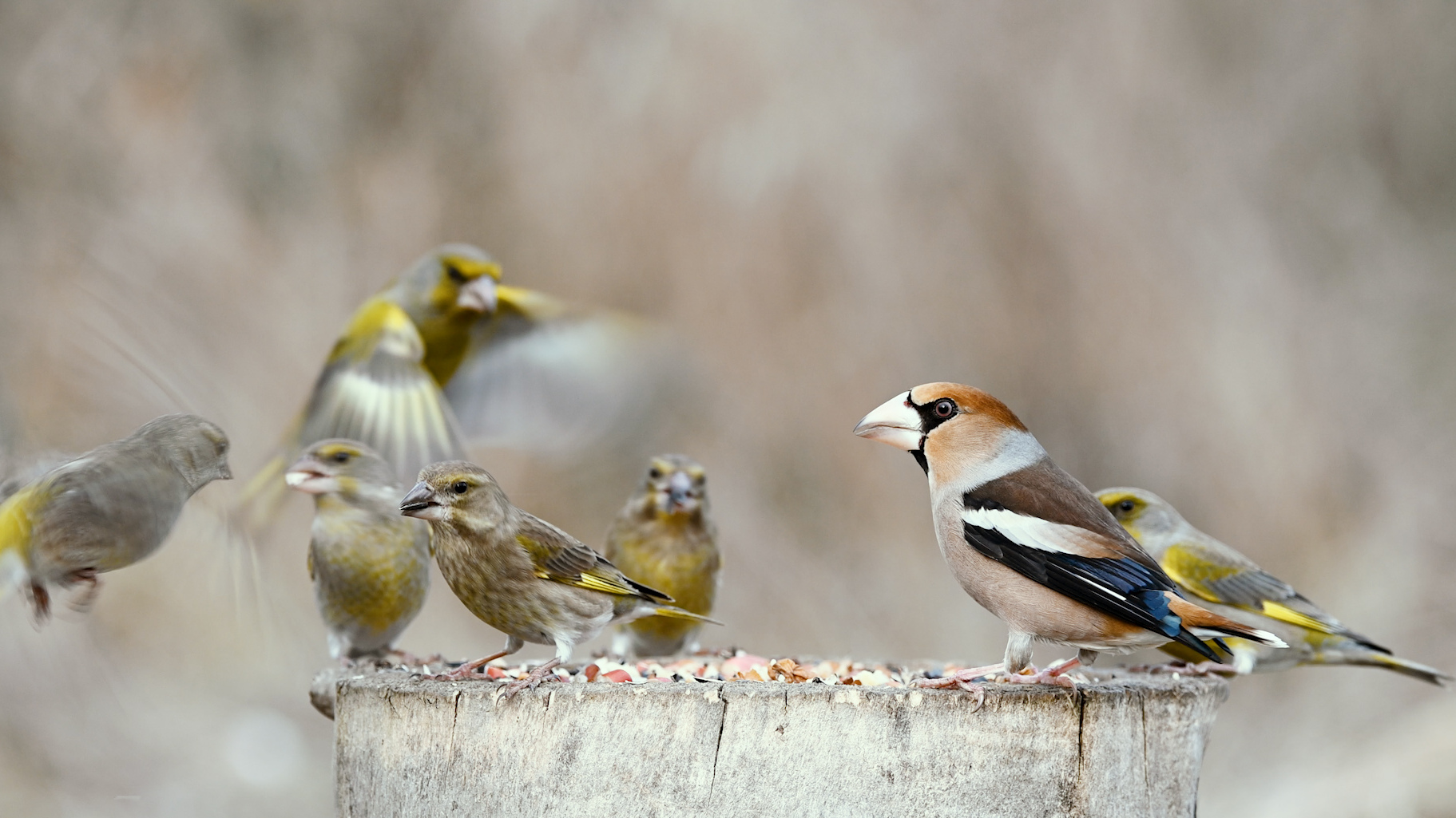 Зеленушки и дубоносы на лесной кормушке. смотреть онлайн