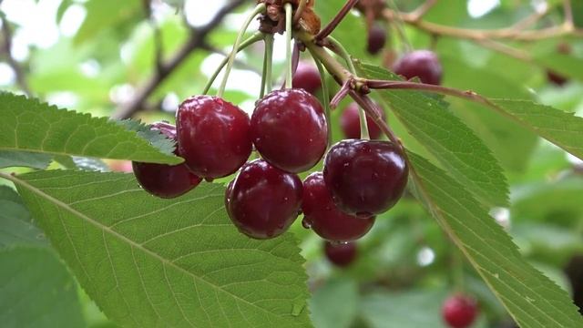 Вишни среднего и позднего срока созревания: Жадана, Превосходная Вениаминова, Барон Йошикай смотреть онлайн