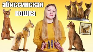 Абиссинская кошка. История и особенности породы