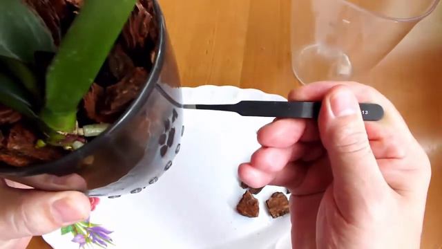 Реанимашка фаленопсис три месяца спустя Phalaenopsis resuscitation three months later смотреть онлайн